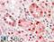 NOVA Alternative Splicing Regulator 1 antibody, 46-694, ProSci, Immunofluorescence image 