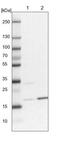 ADP Ribosylation Factor Like GTPase 8A antibody, NBP2-14316, Novus Biologicals, Western Blot image 