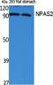 Neuronal PAS Domain Protein 2 antibody, A02688, Boster Biological Technology, Western Blot image 