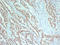 SRY-Box 9 antibody, LS-B16163, Lifespan Biosciences, Immunohistochemistry frozen image 