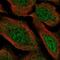 Vacuolar Protein Sorting 13 Homolog D antibody, NBP2-58336, Novus Biologicals, Immunofluorescence image 