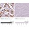 Troponin C2, Fast Skeletal Type antibody, NBP2-49282, Novus Biologicals, Immunohistochemistry paraffin image 