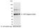 Herpes Simplex Virus 1 antibody, NB600-516, Novus Biologicals, Western Blot image 