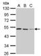 SH3 Domain Containing GRB2 Like, Endophilin B2 antibody, NBP2-20346, Novus Biologicals, Western Blot image 