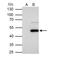 Flotillin 1 antibody, NBP2-16508, Novus Biologicals, Immunoprecipitation image 