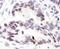 Pyrin domain-containing protein 1 antibody, IHC-00019, Bethyl Labs, Immunohistochemistry frozen image 