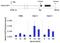 Eukaryotic Translation Initiation Factor 2 Subunit Alpha antibody, 710292, Invitrogen Antibodies, Chromatin Immunoprecipitation image 