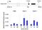 Eukaryotic translation initiation factor 2 subunit 1 antibody, 710292, Invitrogen Antibodies, Chromatin Immunoprecipitation image 