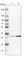 Glutamate-Cysteine Ligase Modifier Subunit antibody, HPA023696, Atlas Antibodies, Western Blot image 