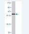 Claudin 19 antibody, H00149461-M02, Novus Biologicals, Western Blot image 