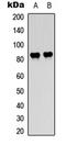 Raf-1 Proto-Oncogene, Serine/Threonine Kinase antibody, LS-C368526, Lifespan Biosciences, Western Blot image 
