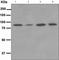 TANK Binding Kinase 1 antibody, ab109735, Abcam, Western Blot image 