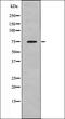Kizuna Centrosomal Protein antibody, orb335945, Biorbyt, Western Blot image 
