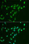 SRSF Protein Kinase 1 antibody, LS-C747607, Lifespan Biosciences, Immunofluorescence image 