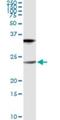 Claudin 1 antibody, H00009076-M01, Novus Biologicals, Immunoprecipitation image 