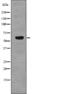 Telomeric Repeat Binding Factor 2 antibody, abx218937, Abbexa, Western Blot image 