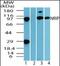 DDB1 And CUL4 Associated Factor 6 antibody, orb87932, Biorbyt, Western Blot image 