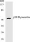 Dynactin Subunit 2 antibody, EKC1425, Boster Biological Technology, Western Blot image 