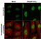 Aryl Hydrocarbon Receptor Nuclear Translocator antibody, GTX128795, GeneTex, Immunocytochemistry image 