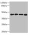 MAGE Family Member B18 antibody, orb355543, Biorbyt, Western Blot image 