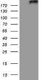 Patched 2 antibody, LS-C790379, Lifespan Biosciences, Western Blot image 