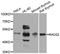 RAD52 Homolog, DNA Repair Protein antibody, A3077, ABclonal Technology, Western Blot image 