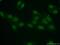 Apoptosis Inhibitor 5 antibody, 25689-1-AP, Proteintech Group, Immunofluorescence image 