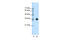 Orthodenticle Homeobox 1 antibody, 29-007, ProSci, Enzyme Linked Immunosorbent Assay image 