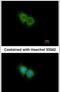 C-X-C Motif Chemokine Receptor 1 antibody, PA5-27184, Invitrogen Antibodies, Immunofluorescence image 