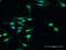 Dystrobrevin Binding Protein 1 antibody, H00084062-D01P, Novus Biologicals, Immunofluorescence image 
