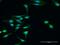 Dysbindin-1 antibody, H00084062-D01P, Novus Biologicals, Immunofluorescence image 