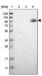 PAX Interacting Protein 1 antibody, PA5-52327, Invitrogen Antibodies, Western Blot image 