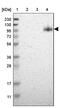 PAX Interacting Protein 1 antibody, PA5-52327, Invitrogen Antibodies, Western Blot image 