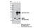 Ubiquitin Conjugating Enzyme E2 S antibody, 11878S, Cell Signaling Technology, Immunoprecipitation image 
