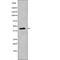 NDRG Family Member 2 antibody, abx217083, Abbexa, Western Blot image 