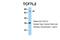 Transcription Factor 7 Like 2 antibody, 25-138, ProSci, Western Blot image 