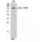 Ribosomal Protein S6 Kinase A1 antibody, LS-C380919, Lifespan Biosciences, Western Blot image 