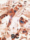 BMP2 Inducible Kinase antibody, 59-055, ProSci, Immunohistochemistry paraffin image 