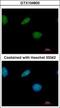 Nuclear Receptor Subfamily 1 Group H Member 2 antibody, GTX104800, GeneTex, Immunofluorescence image 