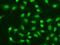 Aprataxin antibody, GTX33016, GeneTex, Immunofluorescence image 