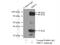 Sirtuin 2 antibody, 19655-1-AP, Proteintech Group, Immunoprecipitation image 