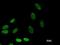 Bromodomain Adjacent To Zinc Finger Domain 1B antibody, LS-C342340, Lifespan Biosciences, Immunofluorescence image 