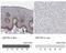 Zinc Finger Protein 750 antibody, NBP1-82247, Novus Biologicals, Immunohistochemistry paraffin image 