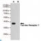 Toll Like Receptor 7 antibody, LS-C813138, Lifespan Biosciences, Western Blot image 