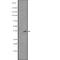 Ribosomal RNA Processing 7 Homolog A antibody, abx147630, Abbexa, Western Blot image 