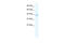 Cholinergic Receptor Nicotinic Alpha 7 Subunit antibody, 31-093, ProSci, Enzyme Linked Immunosorbent Assay image 