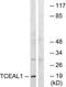 Transcription Elongation Factor A Like 1 antibody, TA314898, Origene, Western Blot image 