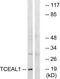 Transcription Elongation Factor A Like 1 antibody, TA314898, Origene, Western Blot image 