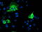 Pyrroline-5-Carboxylate Reductase 2 antibody, LS-C785192, Lifespan Biosciences, Immunofluorescence image 