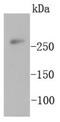 O00763 antibody, NBP2-67545, Novus Biologicals, Western Blot image 